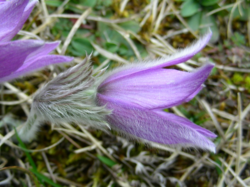 Pulsatilla vulgaris / Pulsatilla comune